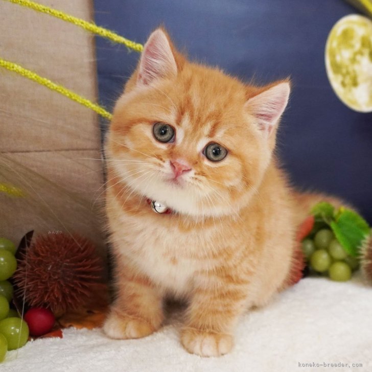 ブリーダー画像