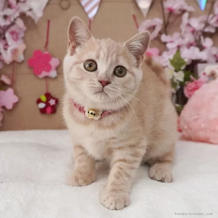 ID：2503-00937の子猫
