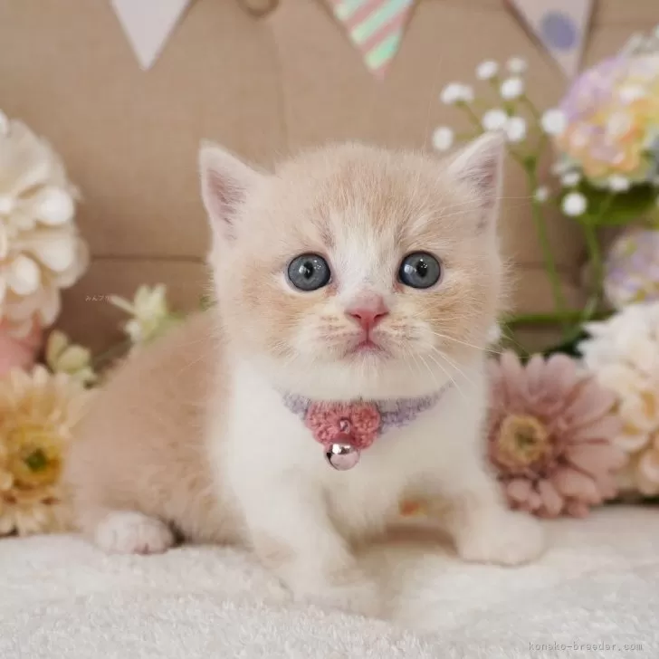 ID：2506-01967の子猫