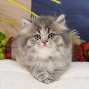 スコティッシュフォールド(立ち耳)【大阪府・女の子・2025年8月7日・ブルーパッチドティックドタビー（ロングヘア）】の写真「お顔もおめめもまんまる♡もっふもふです♡」