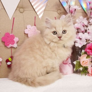 ブリティッシュショートヘア【大阪府・男の子・2024年12月28日・クリームマッカレルタビー（ロングヘア）】の写真「とっても甘えん坊♡穏やかな子です♪」