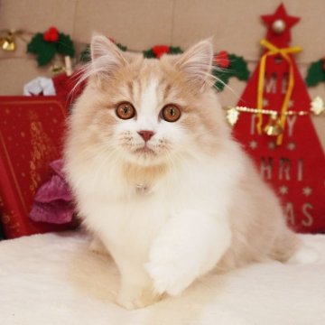 スコティッシュフォールド(立ち耳)【大阪府・男の子・2025年8月2日・クリームタビー&ホワイト（ロングヘア）】の写真「ふわふわでおめめくりくり♪綺麗なハチワレ君♡」