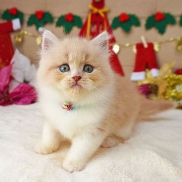 スコティッシュフォールド(立ち耳)【大阪府・男の子・2025年10月21日・クリームタビー&ホワイト（ロングヘア）】の写真「おめめくりくり♪ちょっぴりタレ目くん♡」