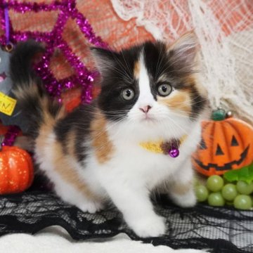 スコティッシュフォールド(立ち耳)【大阪府・女の子・2025年8月31日・キャリコ（ロングヘア（セミロング））】の写真「ふわふわのロングヘア♡可愛い三毛ちゃんです♪」