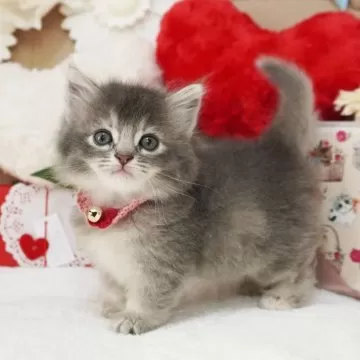 短毛シュシュ、ミントチェック、わんちゃん猫ちゃん用 Amazon | Charmoon 首輪 シュシュ 猫 小型犬 ペット ハーネス 花