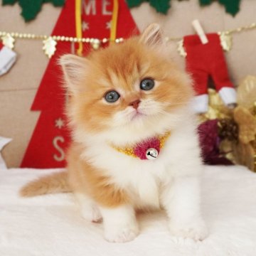 スコティッシュフォールド(立ち耳)【大阪府・女の子・2025年10月21日・レッド&ホワイト（ロングヘア）】の写真「おめめくりくり♪ふわふわでちょっぴりタレ目ちゃん♡」