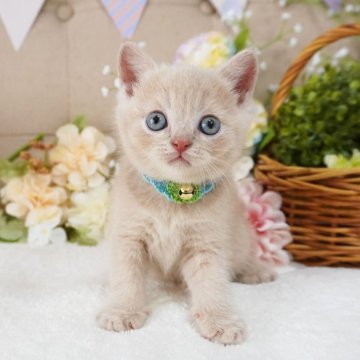 マンチカン(長足)【大阪府・男の子・2025年5月15日・クリーム（ショートヘア）】の写真「綺麗なクリーム♡まんまるお顔が可愛い子です♡」