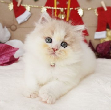 スコティッシュフォールド(立ち耳)【大阪府・女の子・2025年10月21日・クリーム&ホワイト（ロングヘア）】の写真「おめめくりくり♪ふわふわでちょっぴりタレ目ちゃん♡」