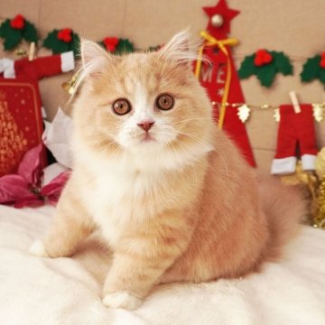 スコティッシュフォールド(立ち耳)【大阪府・女の子・2025年8月2日・クリームタビー&ホワイト（ロングヘア）】の写真「おめめくりくり♪可愛い靴下柄の女の子♡」