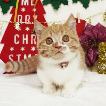 マンチカン(短足)【大阪府・女の子・2025年8月27日・レッドマッカレルタビー&ホワイト（ショートヘア）】の写真「短いあんよとくりくりおめめが可愛い♡」