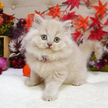 ブリティッシュショートヘア【大阪府・女の子・2025年9月5日・クリームマッカレルタビー（ロングヘア）】の写真「可愛いクリームカラー♡ふわふわまんまるコロコロ♪」