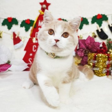 スコティッシュフォールド(立ち耳)【大阪府・男の子・2025年8月2日・クリームタビー&ホワイト（ショートヘア）】の写真「おめめくりくり♪綺麗なハチワレ君♡」