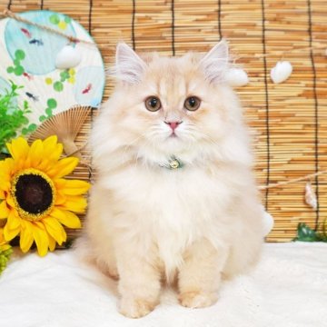 ブリティッシュショートヘア