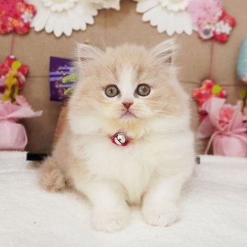 スコティッシュフォールド(立ち耳)【大阪府・女の子・2024年12月27日・クリーム&ホワイト（ロングヘア）】の写真「まんまるお顔♪たれ目が可愛い女の子♡」