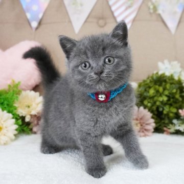 マンチカン(長足)【大阪府・男の子・2025年3月2日・ブルー（ショートヘア）】の写真「とっても甘えん坊♪遊ぶの大好き♡」