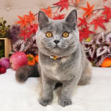 スコティッシュフォールド(立ち耳)【大阪府・女の子・2025年5月13日・ブルークリーム（ショートヘア）】の写真「まん丸お顔♡くりくりおめめがチャームポイント♡」