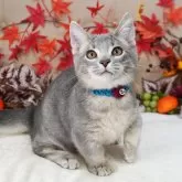 マンチカン(短足)