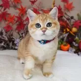 ブリティッシュショートヘア