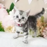 アメリカンショートヘア