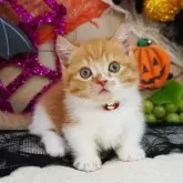 マンチカン(短足)