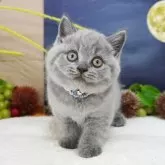 ブリティッシュショートヘア