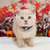 ブリティッシュショートヘア