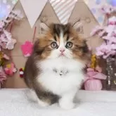 ブリティッシュショートヘア