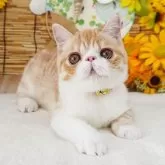 エキゾチックショートヘア