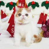 エキゾチックショートヘア