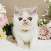 エキゾチックショートヘア