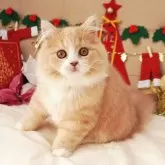 スコティッシュフォールド(立ち耳)【大阪府・女の子・2025年8月2日・クリームタビー&ホワイト】の写真1