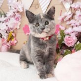 ブリティッシュショートヘア