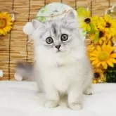 スコティッシュフォールド(立ち耳)
