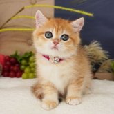 ブリティッシュショートヘア