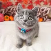 マンチカン(長足)