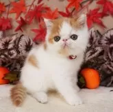 エキゾチックショートヘア