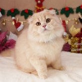 スコティッシュフォールド(折れ耳)