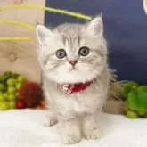 ブリティッシュショートヘア