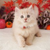 マンチカン(長足)