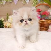 エキゾチックショートヘア