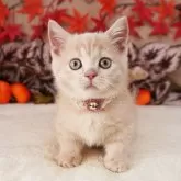 マンチカン(短足)