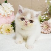 エキゾチックショートヘア
