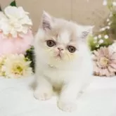 エキゾチックショートヘア