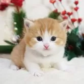 スコティッシュフォールド(立ち耳)【大阪府・男の子・2024年11月30日・レッド&ホワイト】の写真1