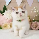 エキゾチックショートヘア