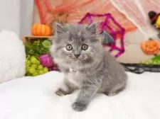 マンチカン(長足)【大阪府・女の子・2025年8月17日・ブルークリーム】の写真2