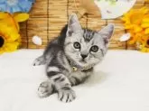 アメリカンショートヘア【大阪府・男の子・2025年5月17日・シルバータビー】の写真2
