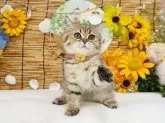 スコティッシュフォールド(立ち耳)【大阪府・女の子・2025年4月21日・ブラウンマッカレルタビー】の写真2