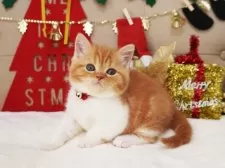 スコティッシュフォールド(立ち耳)【大阪府・女の子・2025年10月21日・レッド&ホワイト】の写真2