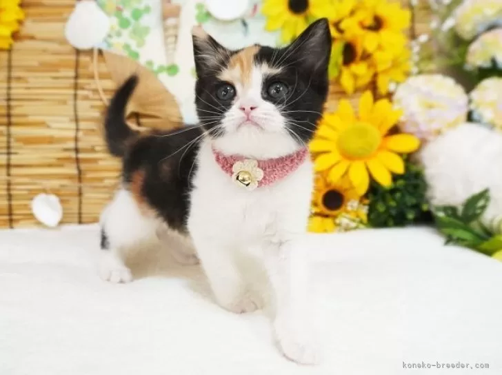 Richaros　セーラー風猫耳 汎用モデル】カスタムできる猫耳セーラー服の女の子 - わたし氏
